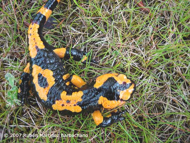 Salamandra salamandra bejarae